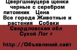 Цвергшнауцера щенки черные с серебром питомник › Цена ­ 30 000 - Все города Животные и растения » Собаки   . Свердловская обл.,Сухой Лог г.